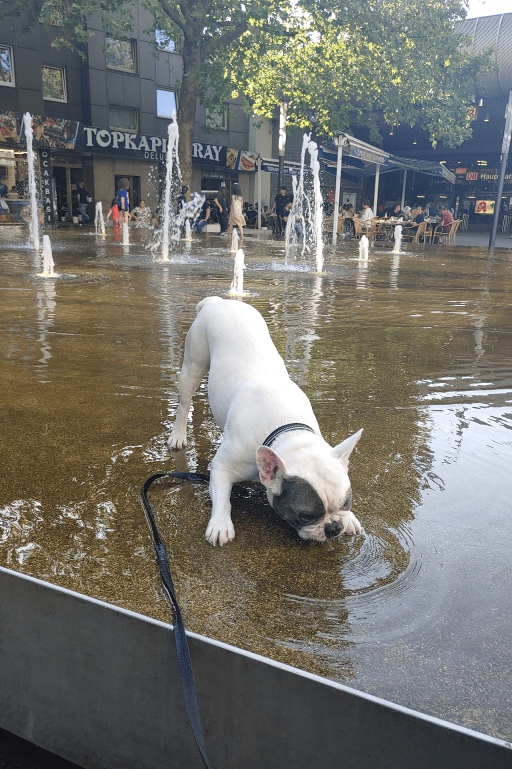 Mit Buddy in der&nbsp;NEUSTADT