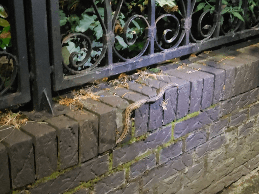 Schalker Straße, Wilhelminenstraße, Robert-Geritzmann-Höfe – Polizei, Feuerwehr,&nbsp;Polizei