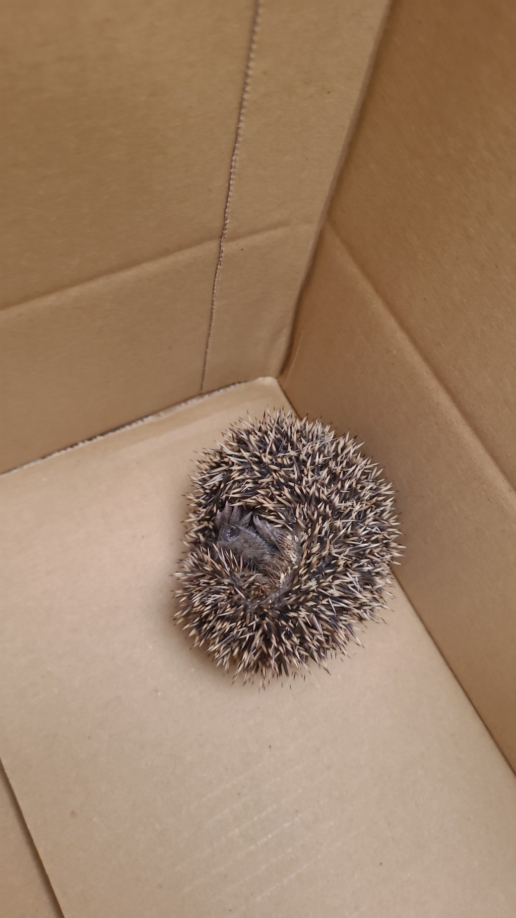 Babyigel vor Elster&nbsp;gerettet