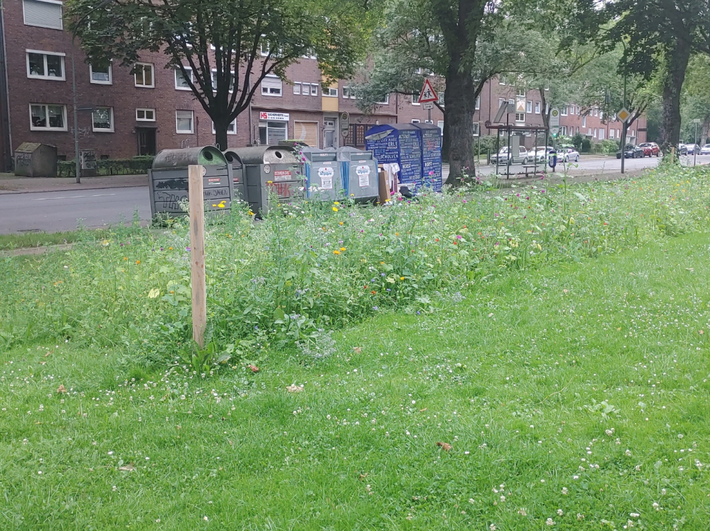 Neues Blumenfeld an der Hans-Böckler&nbsp;Allee