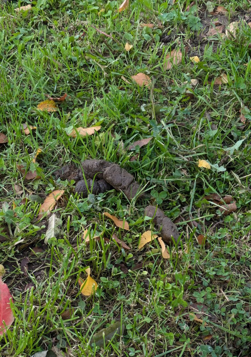 Endlich mal ein&nbsp;Scheißbeitrag